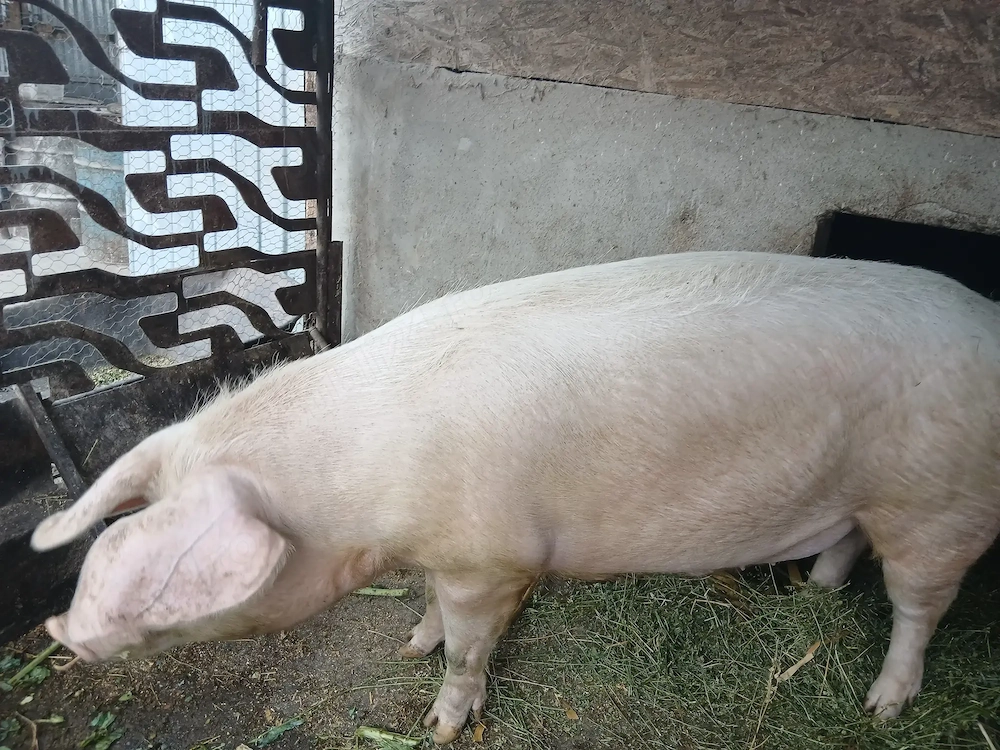 Porc de vânzare 