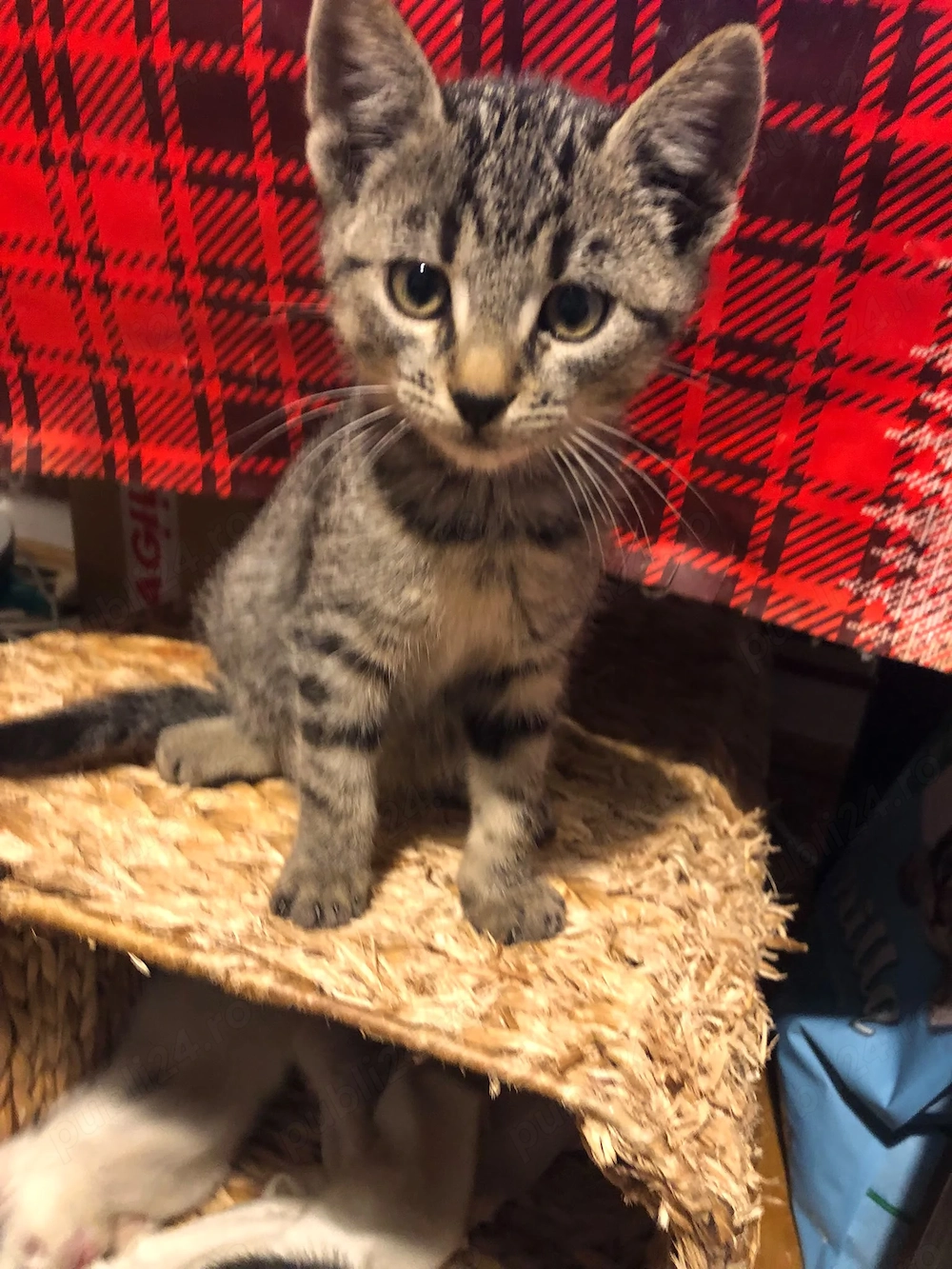 Pisicuti pentru adoptie langa Bucuresti, in Crevedia. Putem sa ii aducem si la domiciliu. 