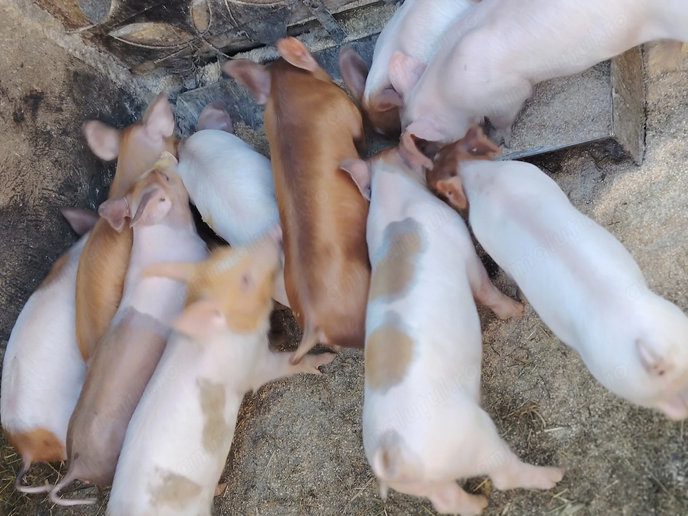Purcei landrace cu Pietrain 