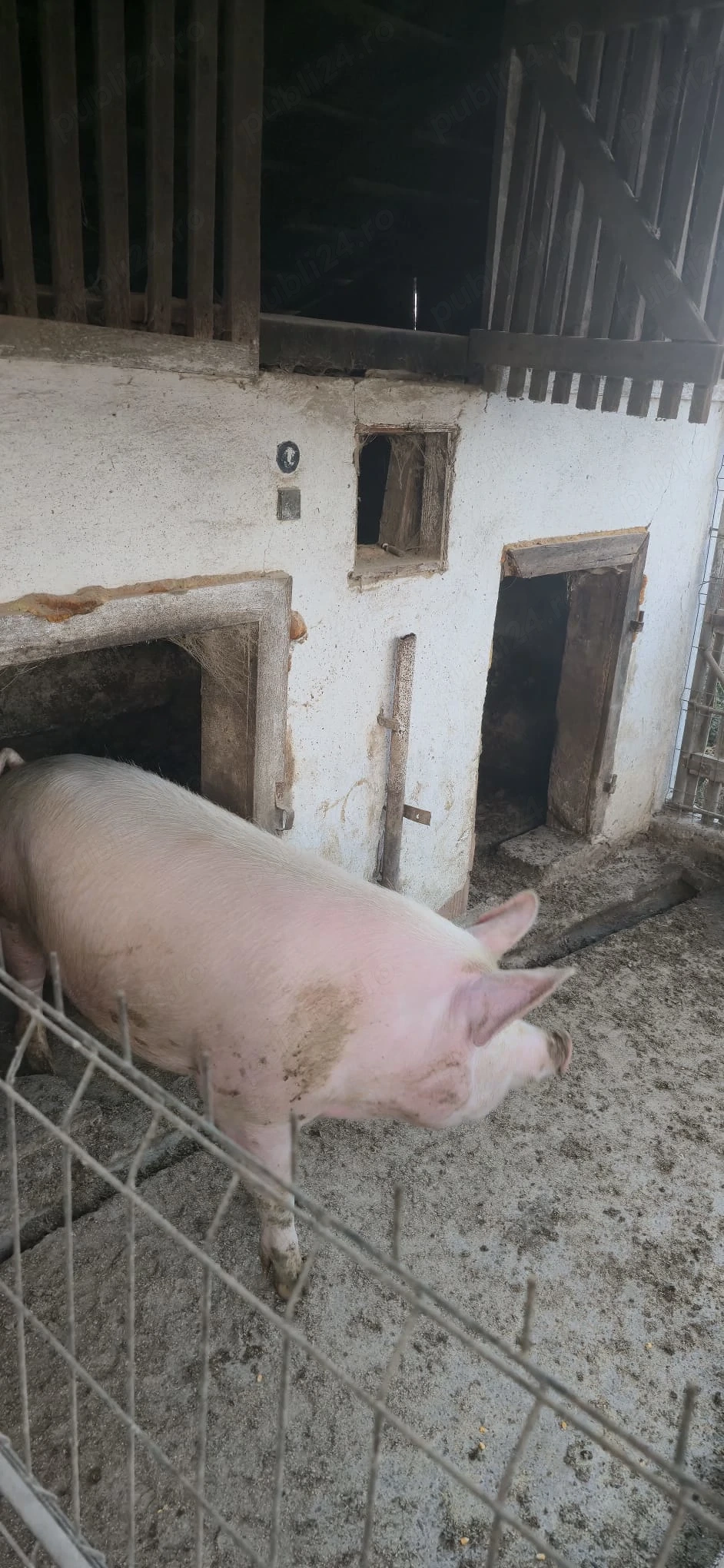 Vând porci crescuți în gospodărie   160 200 kg!