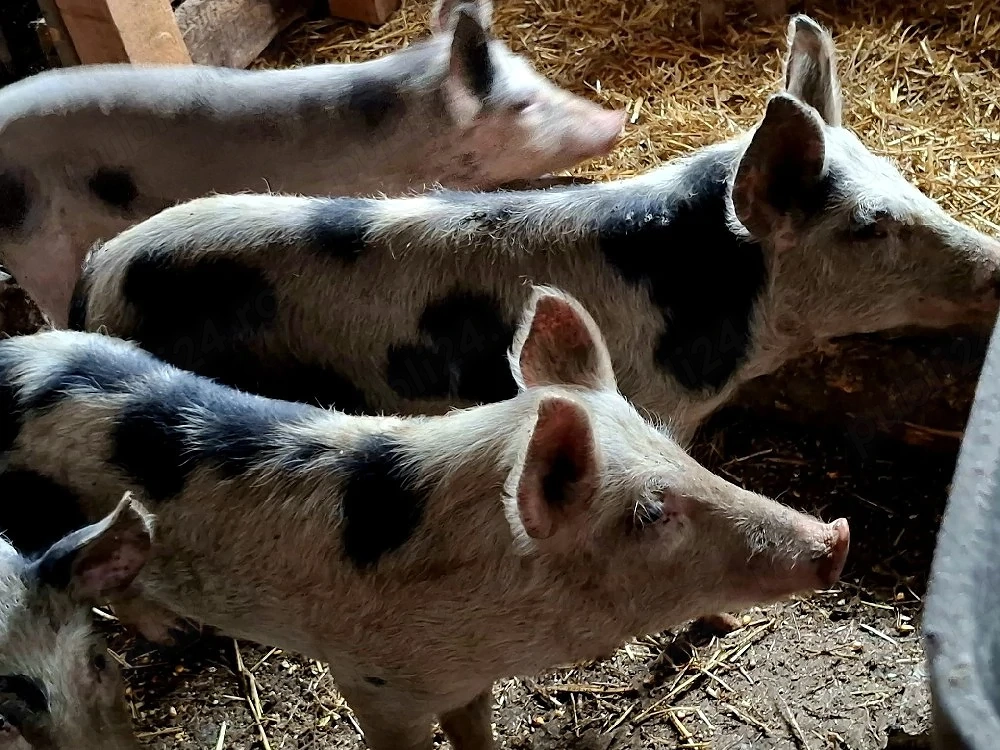 Vând porci
