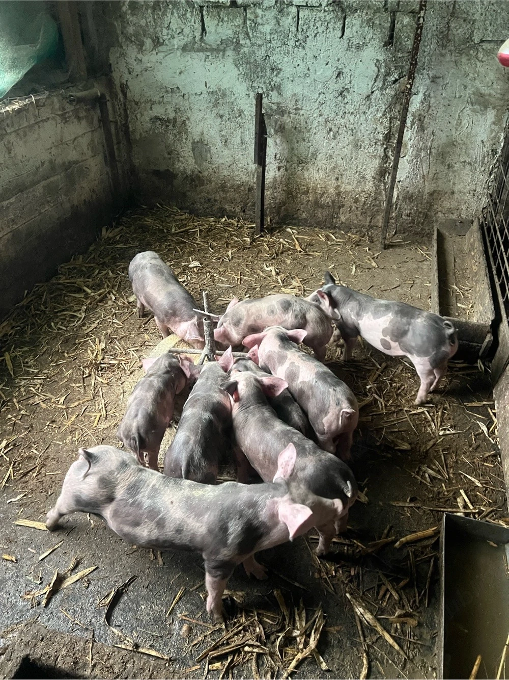 de vinzare purcei rasa pitrean 8 saptamini 