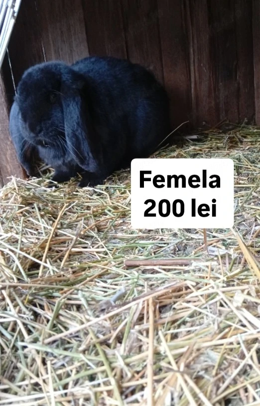 vand sau schimb iepuri 
