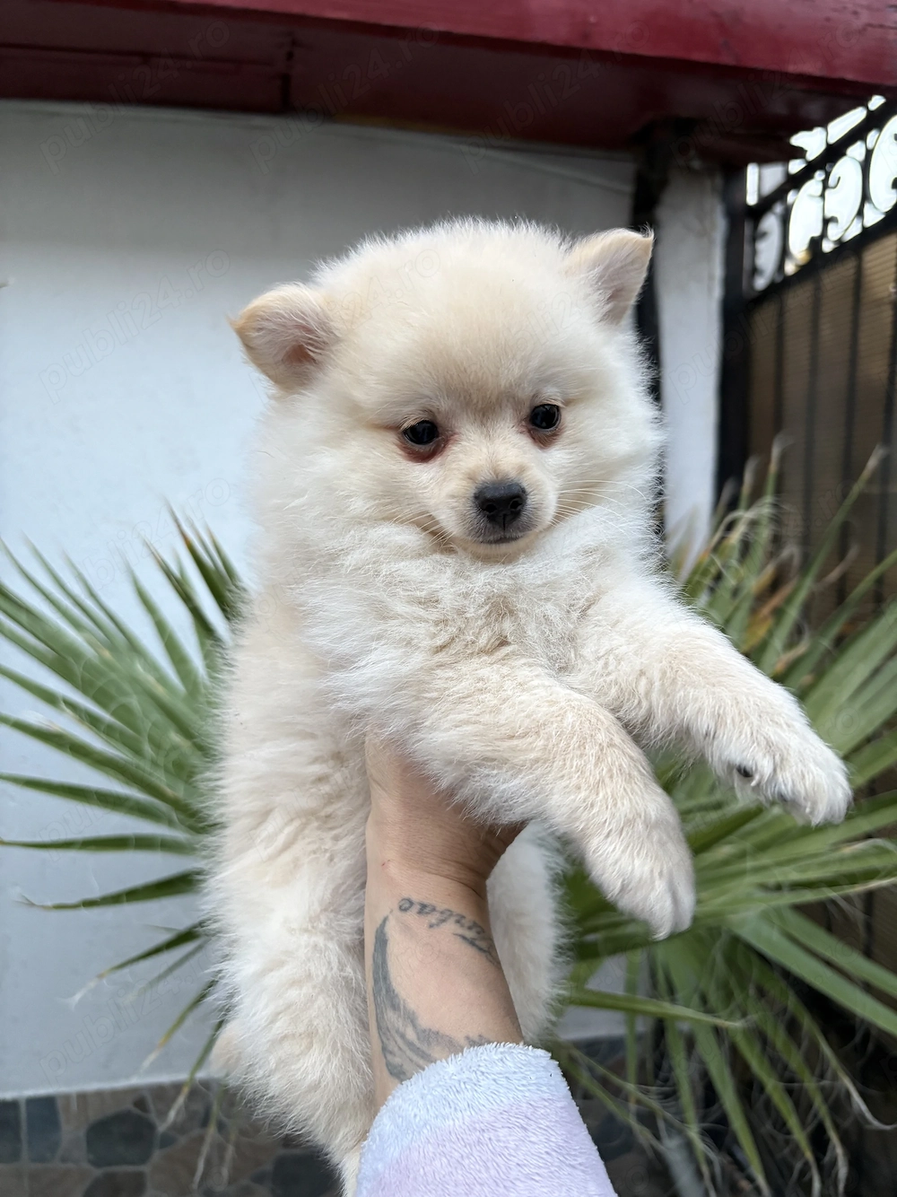 Pomeranian alb femela