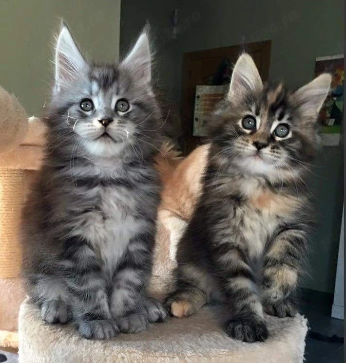 Maine coon 