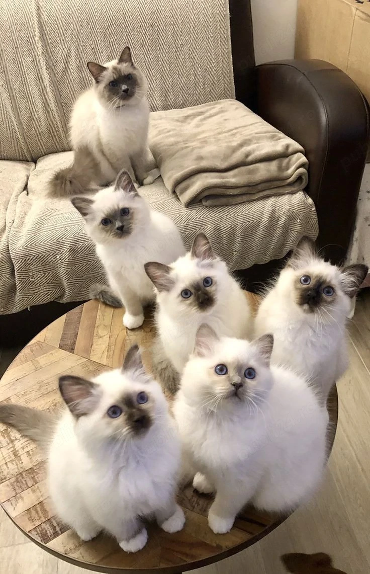 Ragdoll disponibili