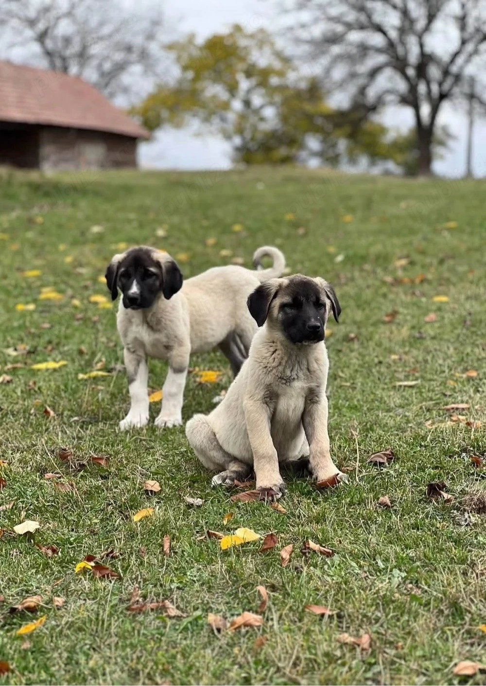 căței de kangal
