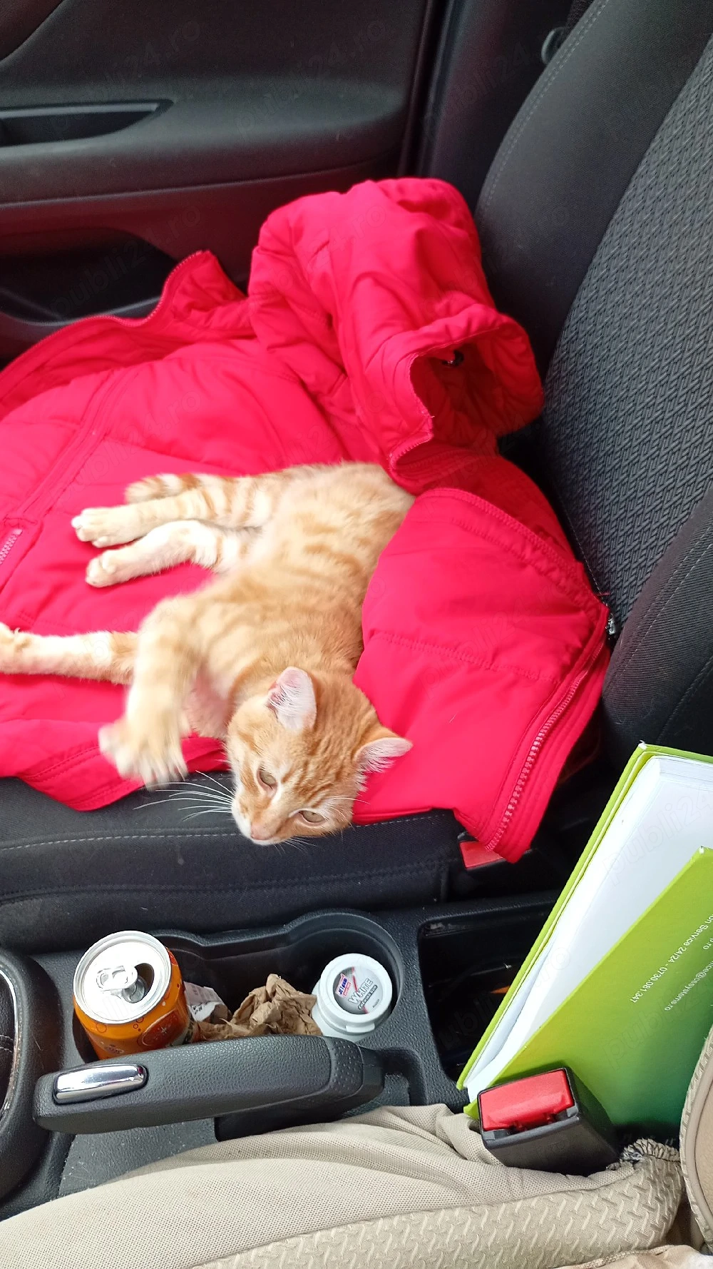 Ofer spre adopție un pisoi 