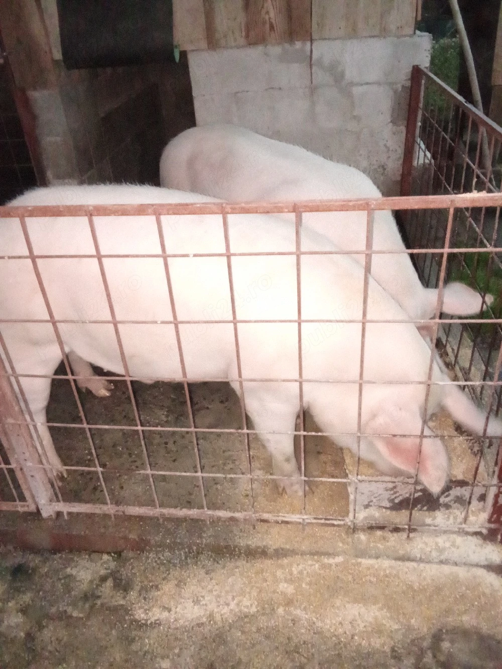 porc  de vinzare