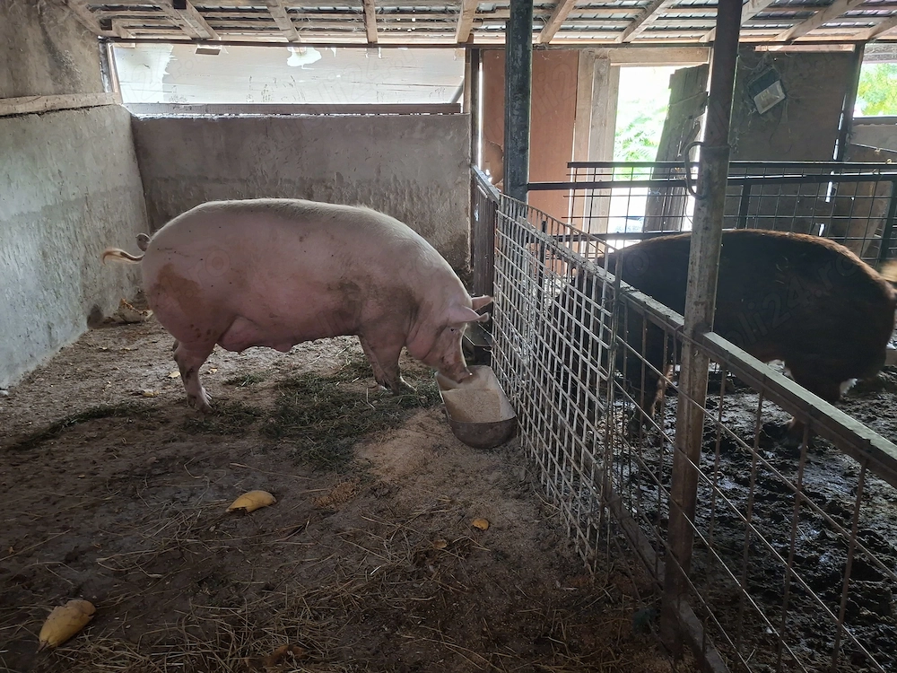 Pprc mare 500kg