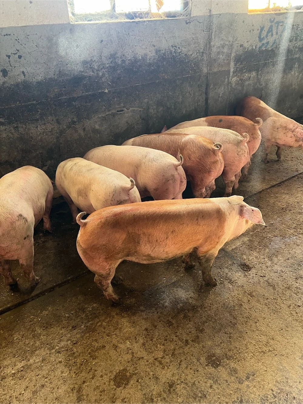 Vindem porci rasa de carne! 120 150