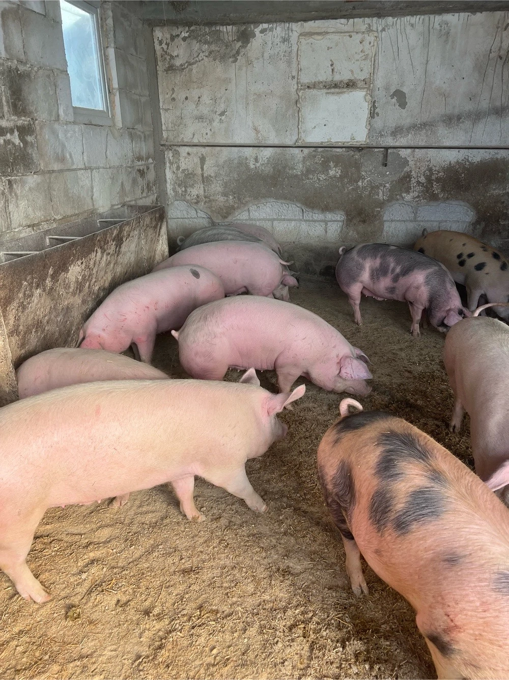 porci rasa de carne super calitate 110-160 kg