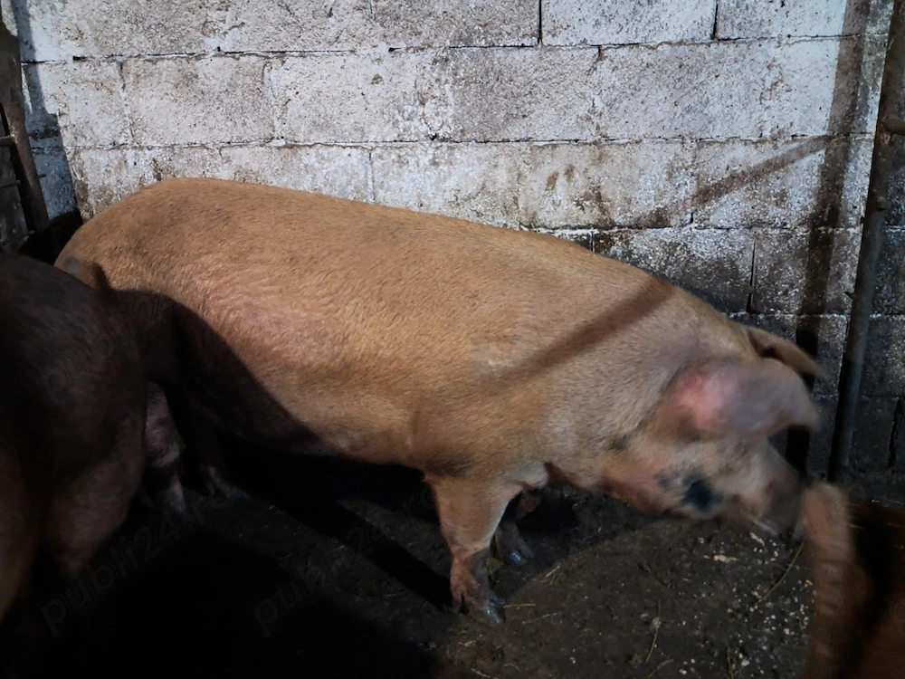 Disponibil porci pentru taiat. 