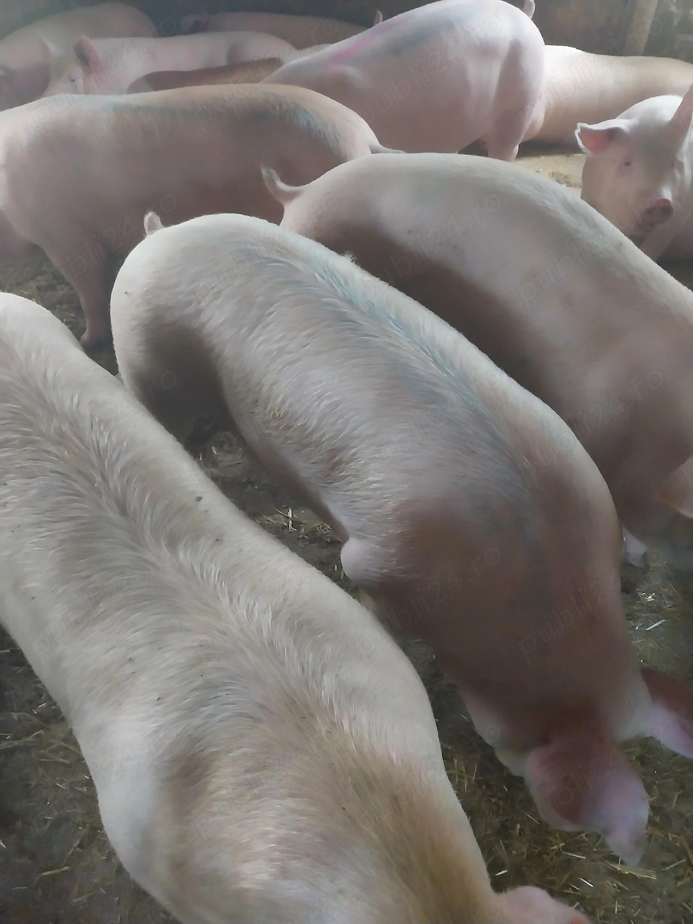 Porci mari rasa de carne