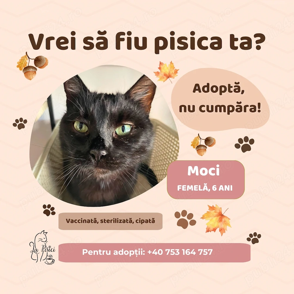 Moci, adopție Timișoara   pisică blândă și calmă, sterilizată