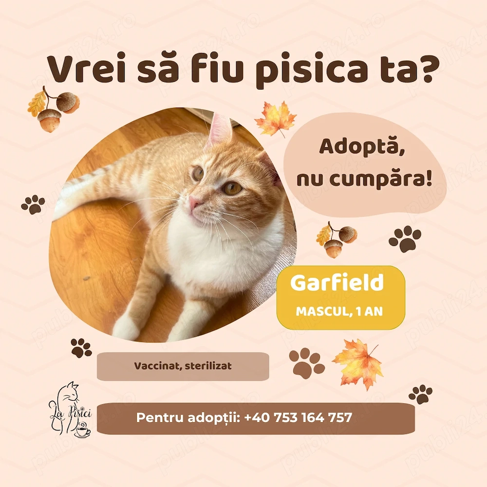 Garfield, adopție Timișoara   motan portocaliu, prietenos, castrat