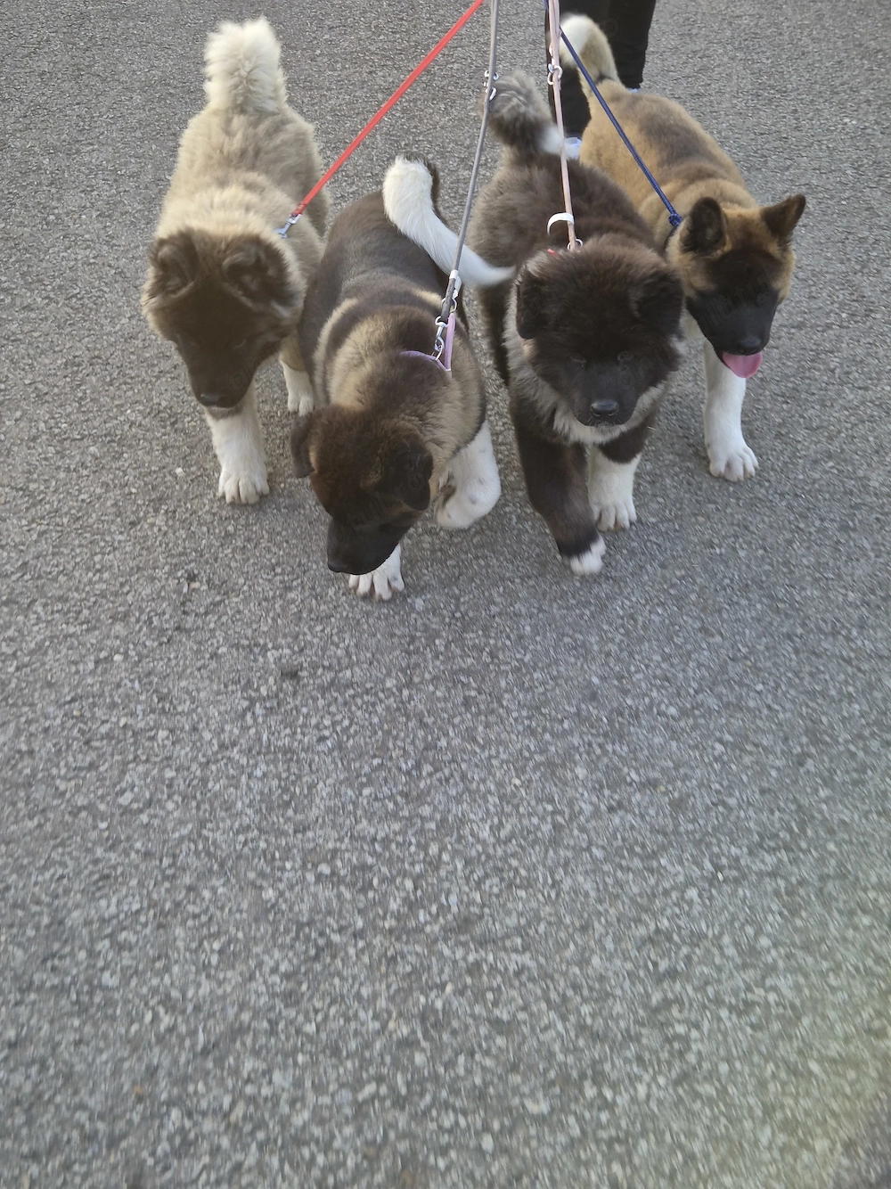 Akita american caută casă nouă 