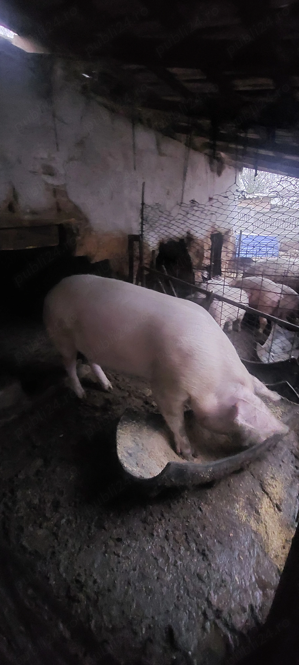 Porci de vânzare 