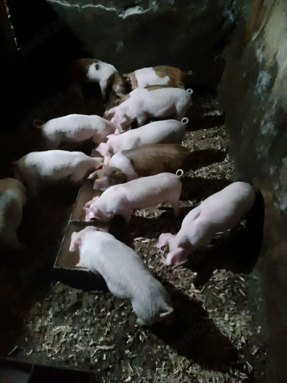 Vând 7 purcei rasa Duroc cu Marele Alb cu 350 lei bucata.