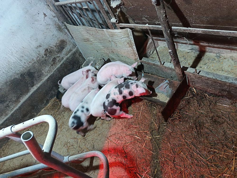 7 Purcei pic cu Pietrain 