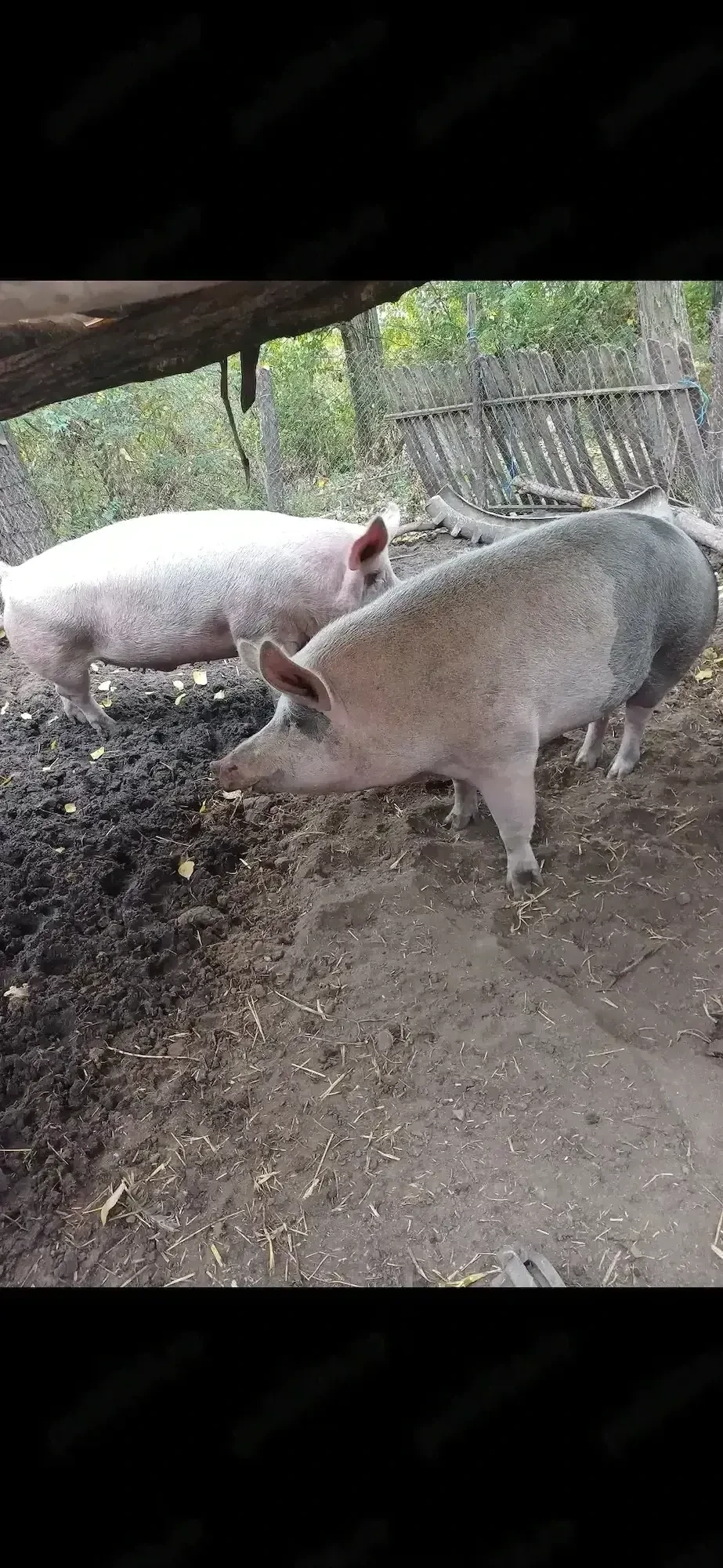 Vând porci crescuți natural 