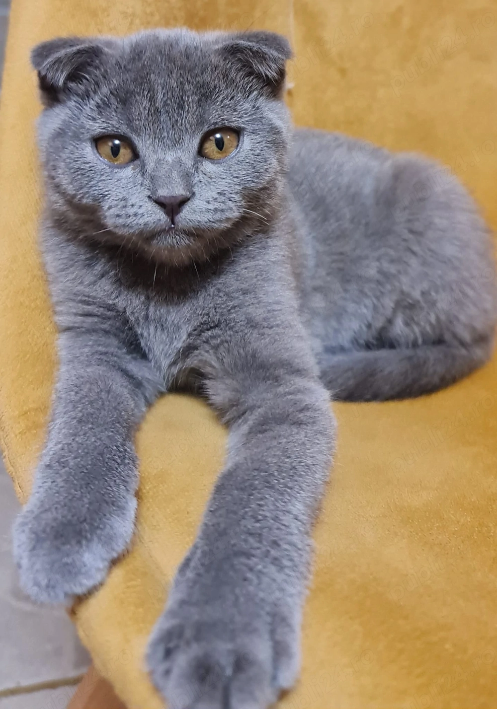 pisici british  scotish fold shorthair 