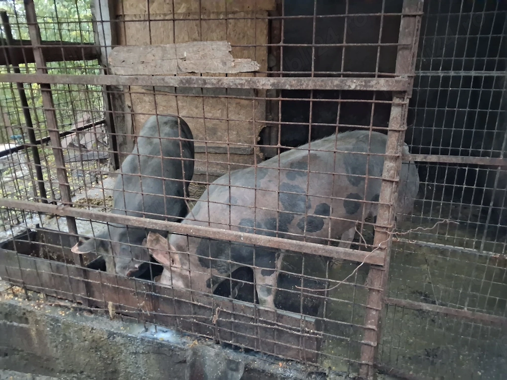 Porci de vânzare 