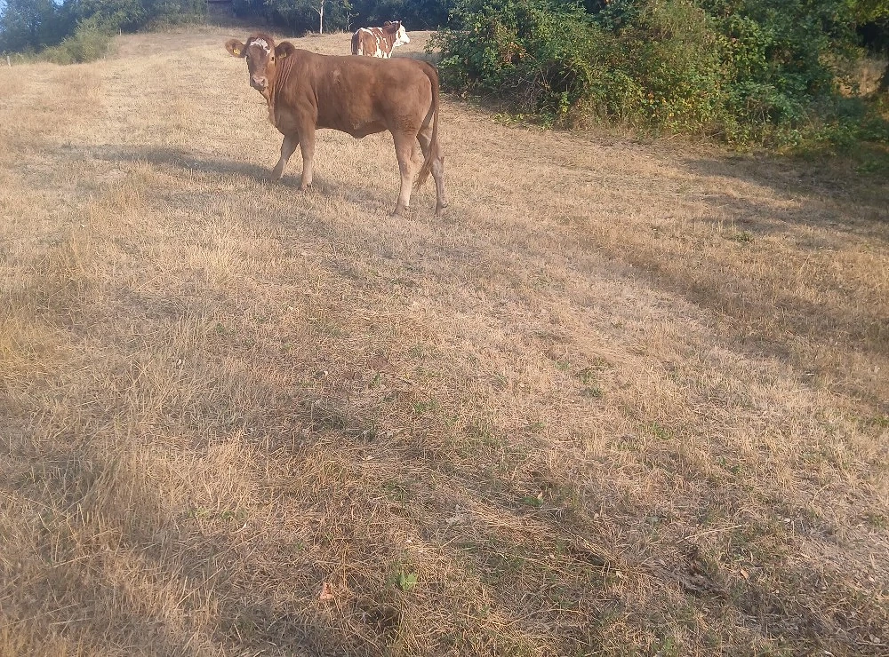 juninca de vânzare 