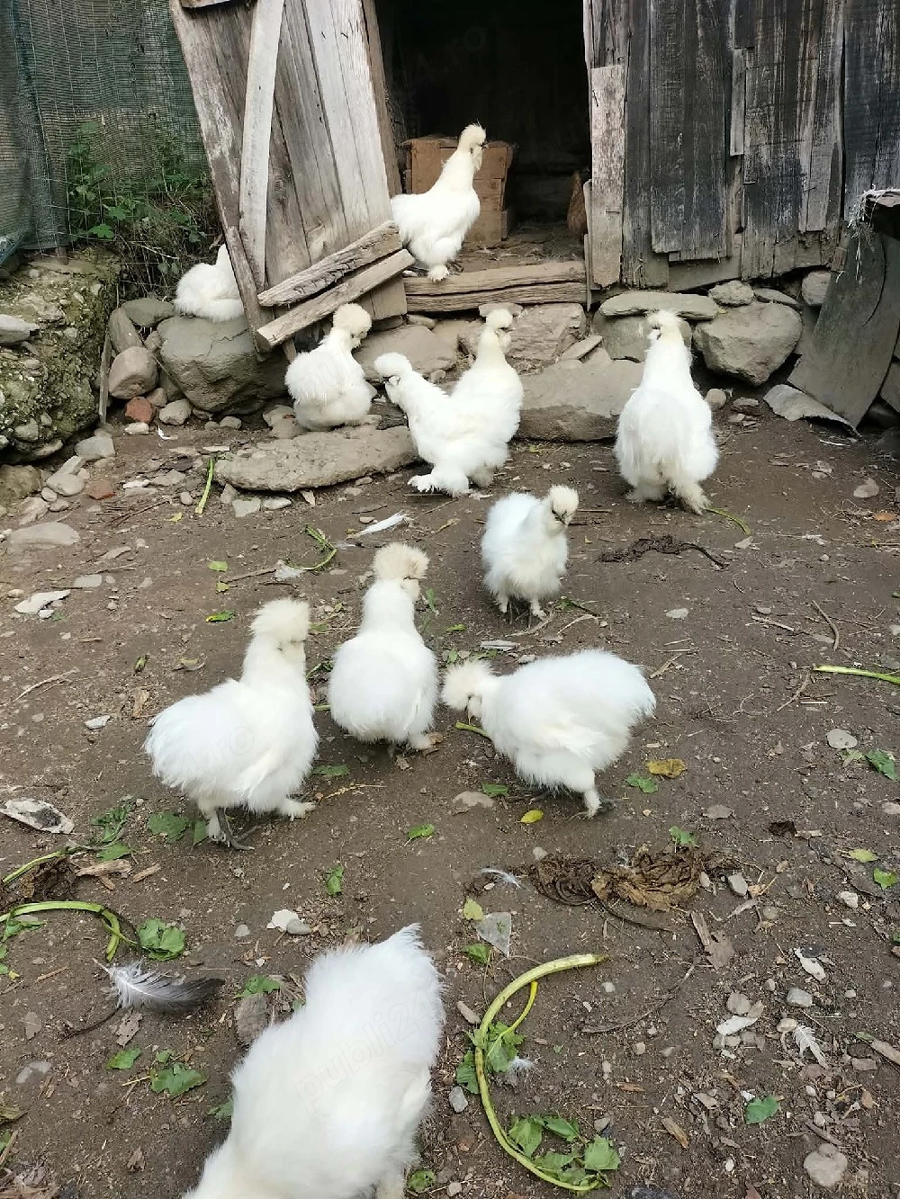gaini de matase japoneza 