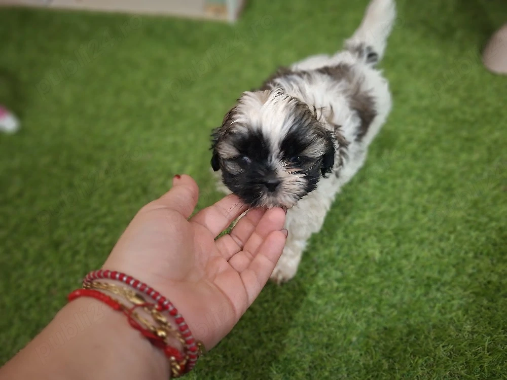 shih tzu fata si baiat