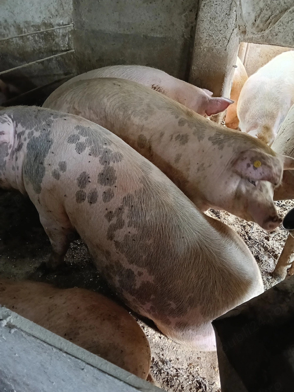 Porci pentru sacrificare 
