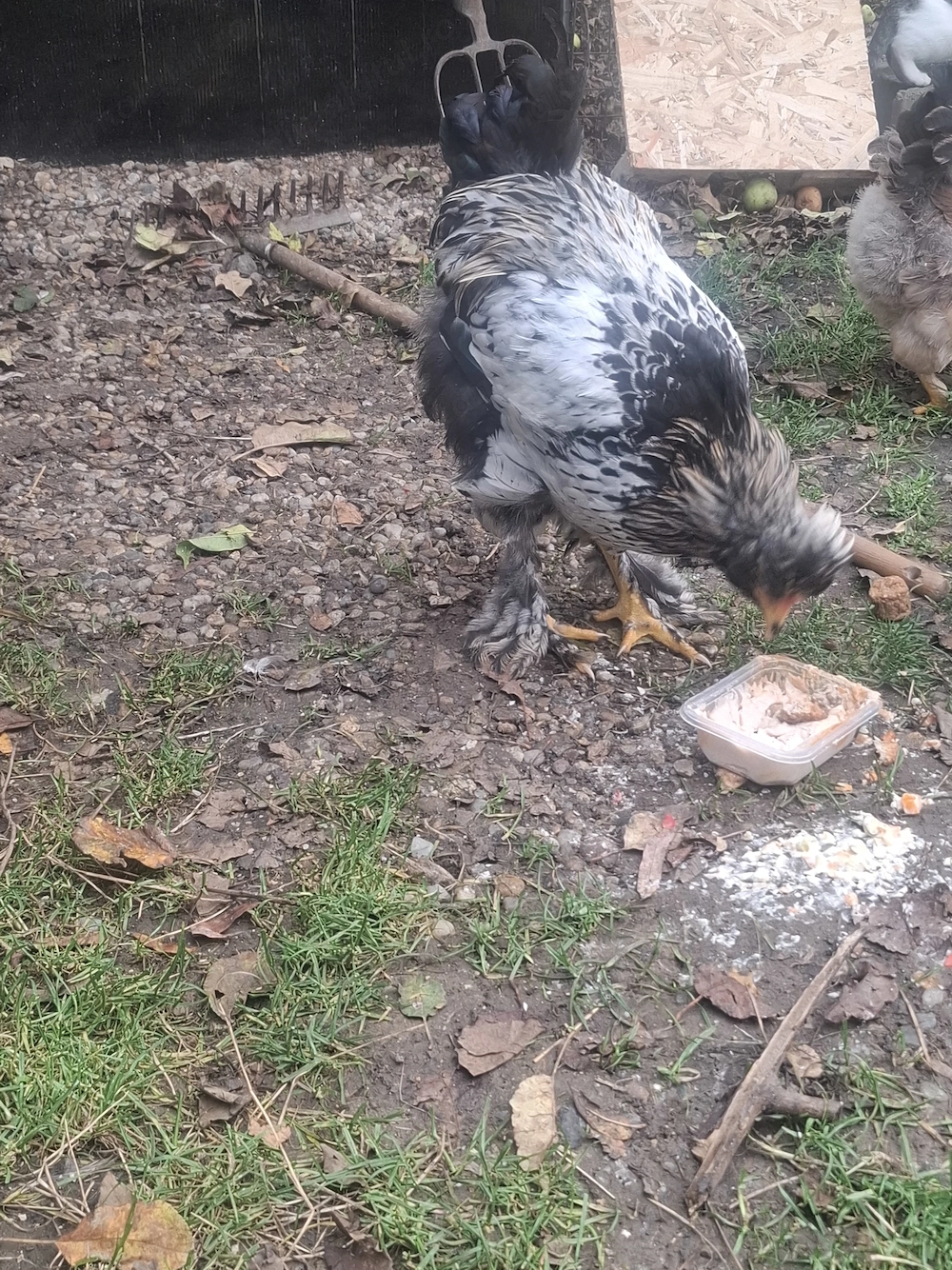Vând 4 Cocoși de 5 Luni 4 luni Moțați , Bărboși încălțați !!