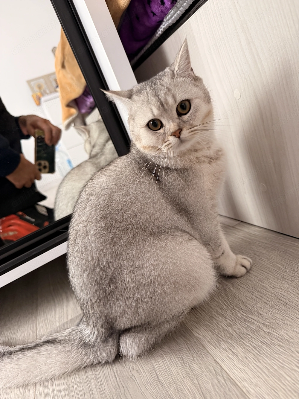 Pisica British shorthair silver