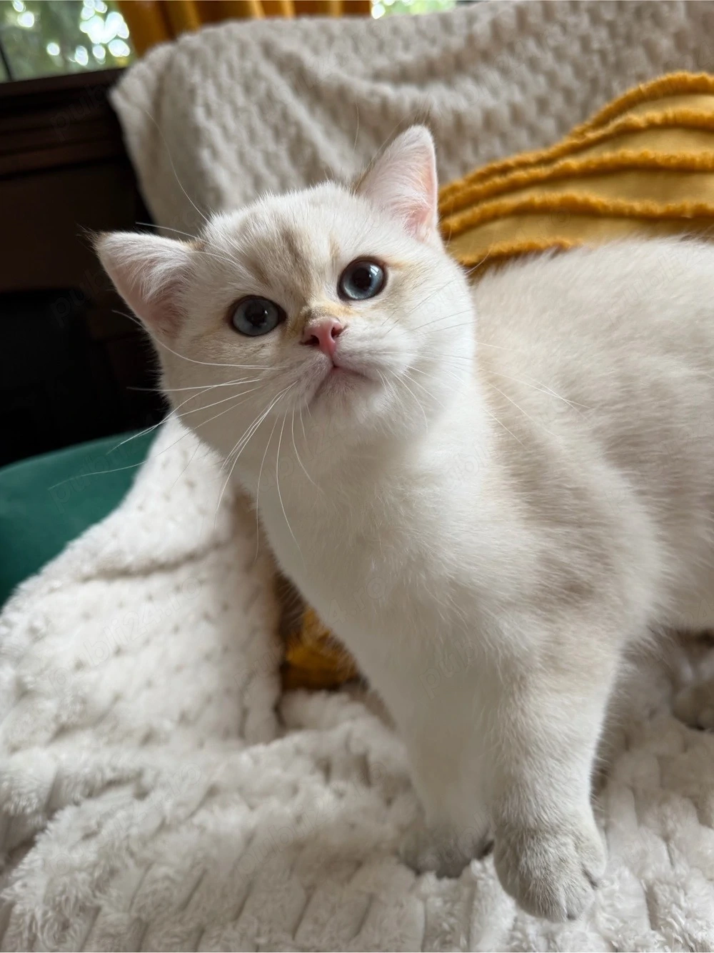 Femela British shorthair ochii albastrii, 3 luni pedigree exceptional 