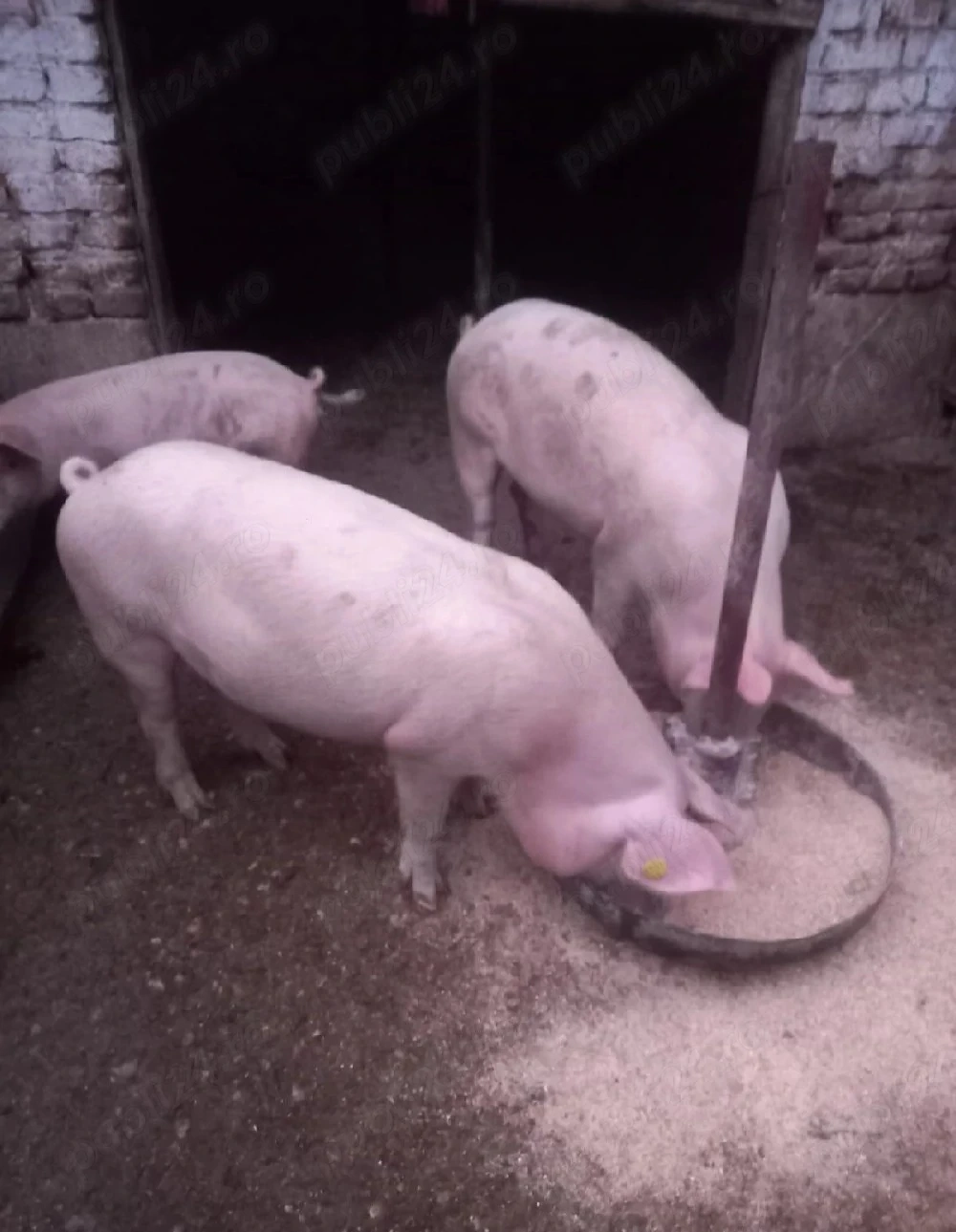 Porci de gospodărie