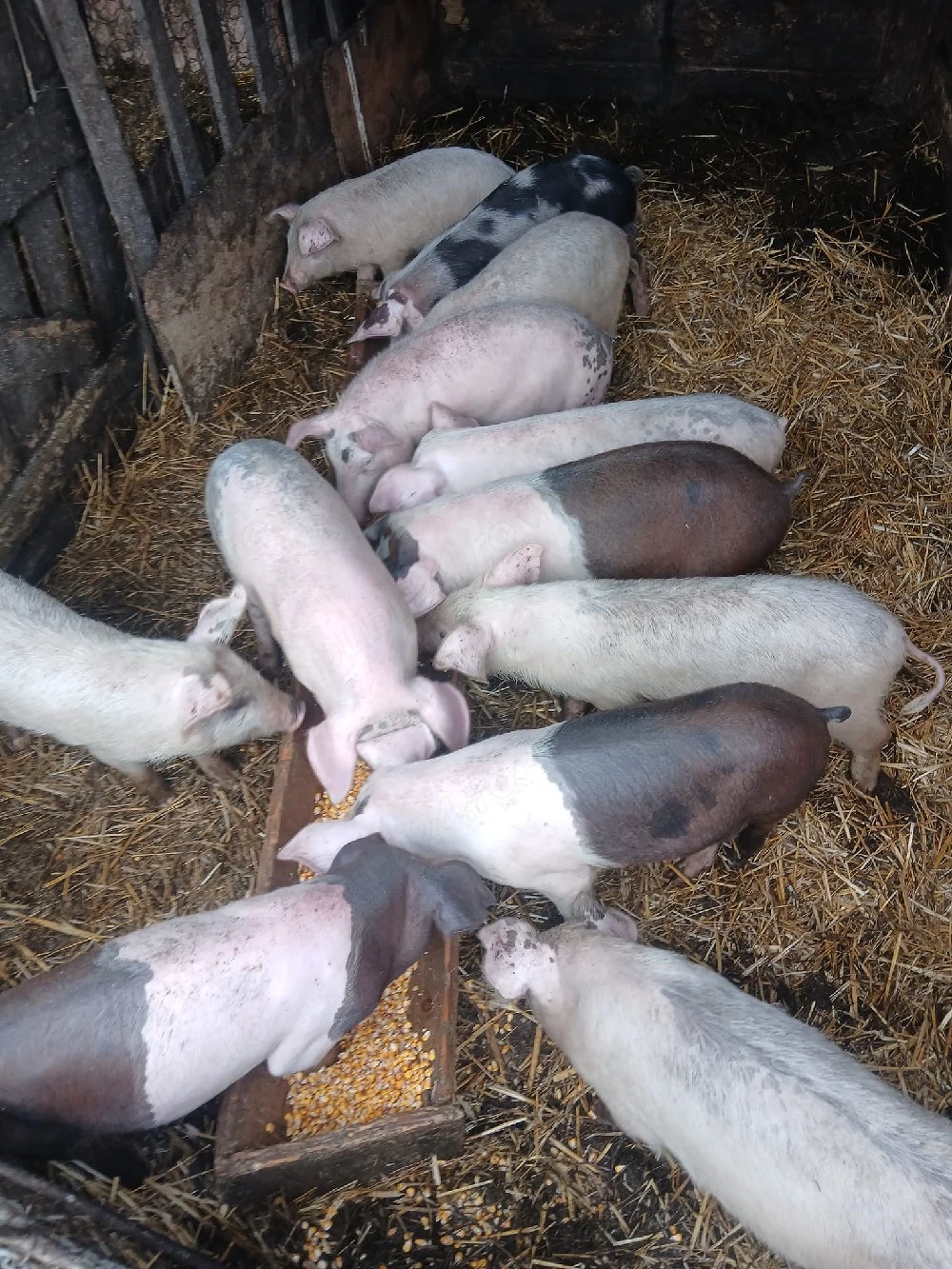 de vânzare 12 soldani 35 40 45 kg unul preț 350 lei bucata unul cu altul sau pe ales 
