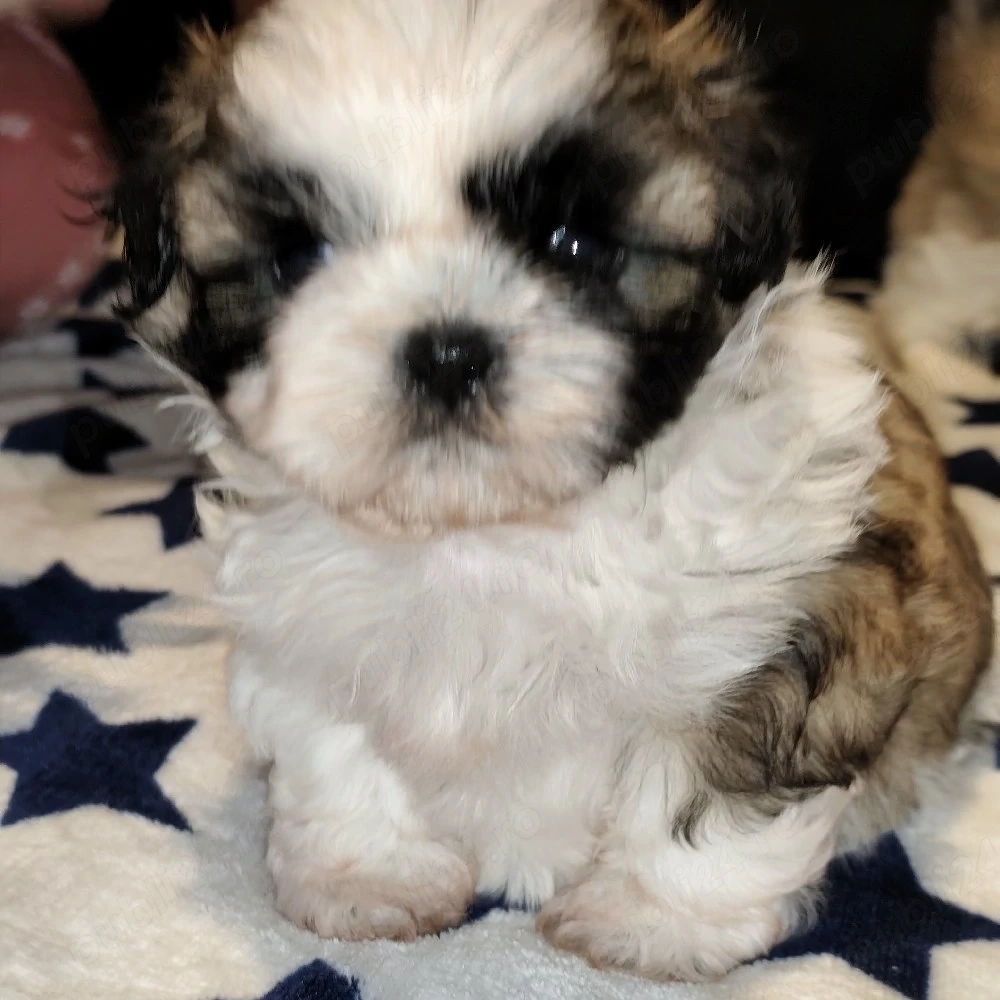  de vînzare shih tzu 
