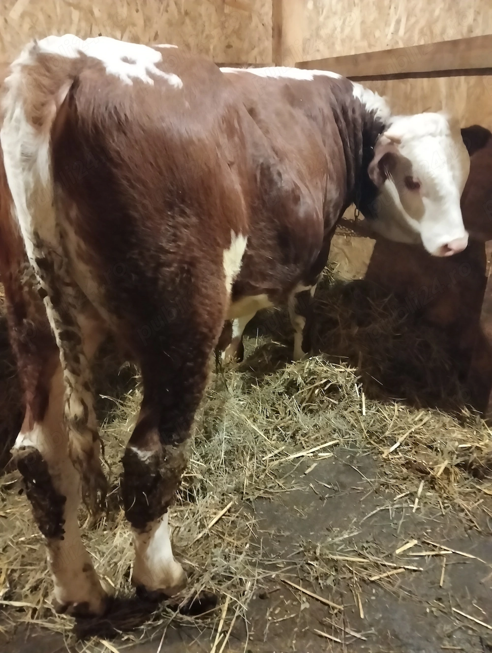 Vând o vițeaua de 10 luni și doi tauri de 9 luni  