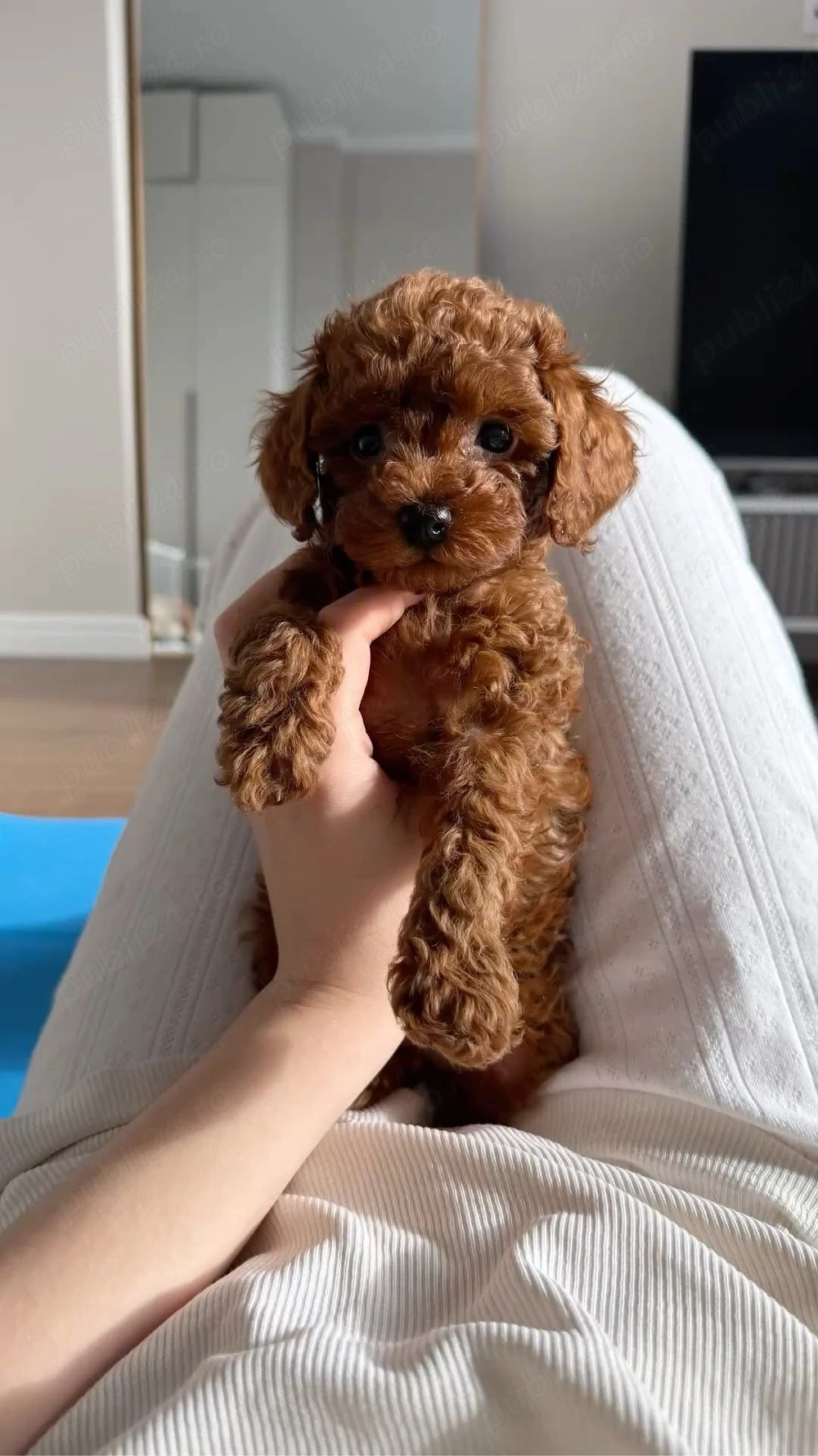 Poodle Pudel Mini Toy Roșcat Ofer Transport 