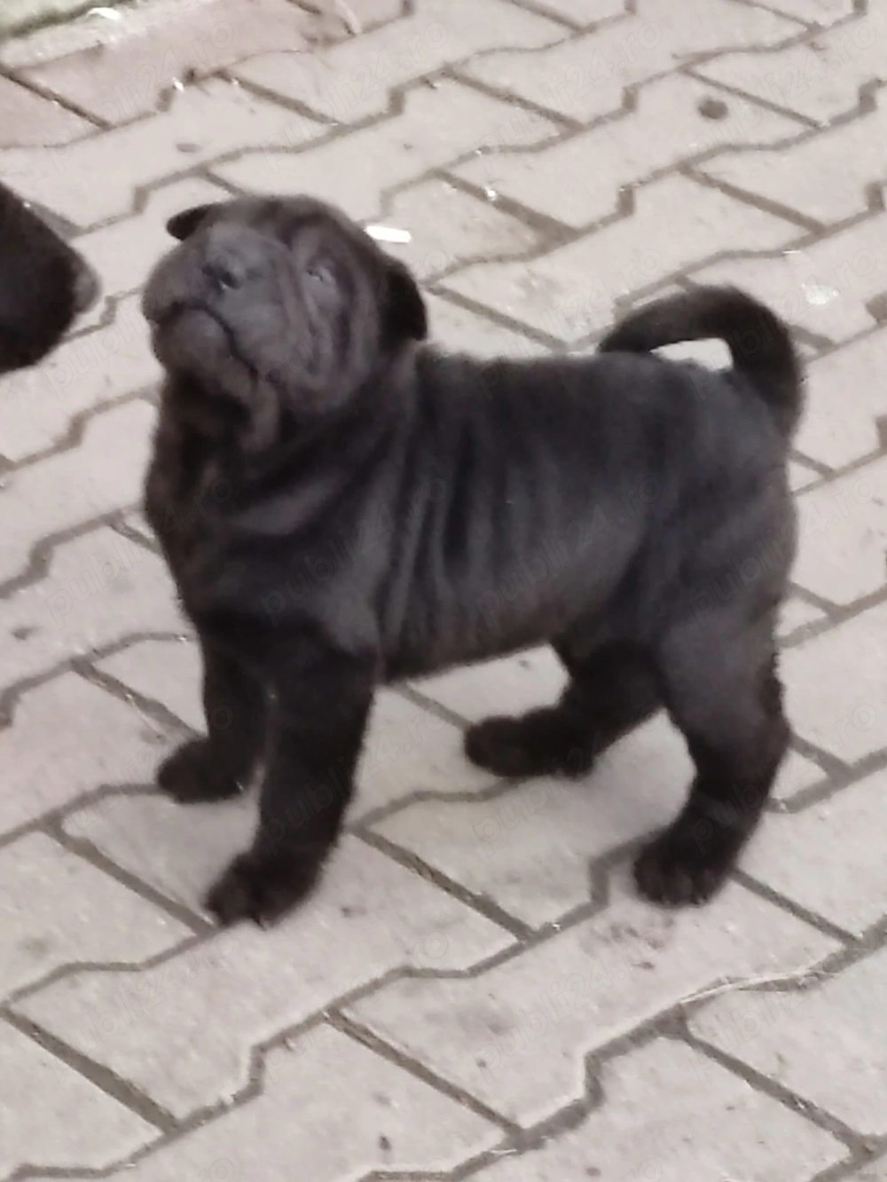 Sharpei de vanzare