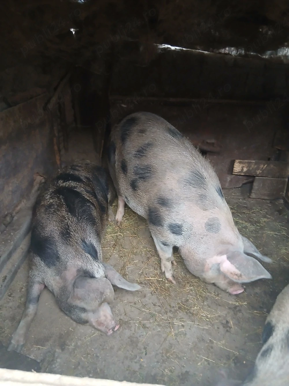 Porci de vânzare.                .     