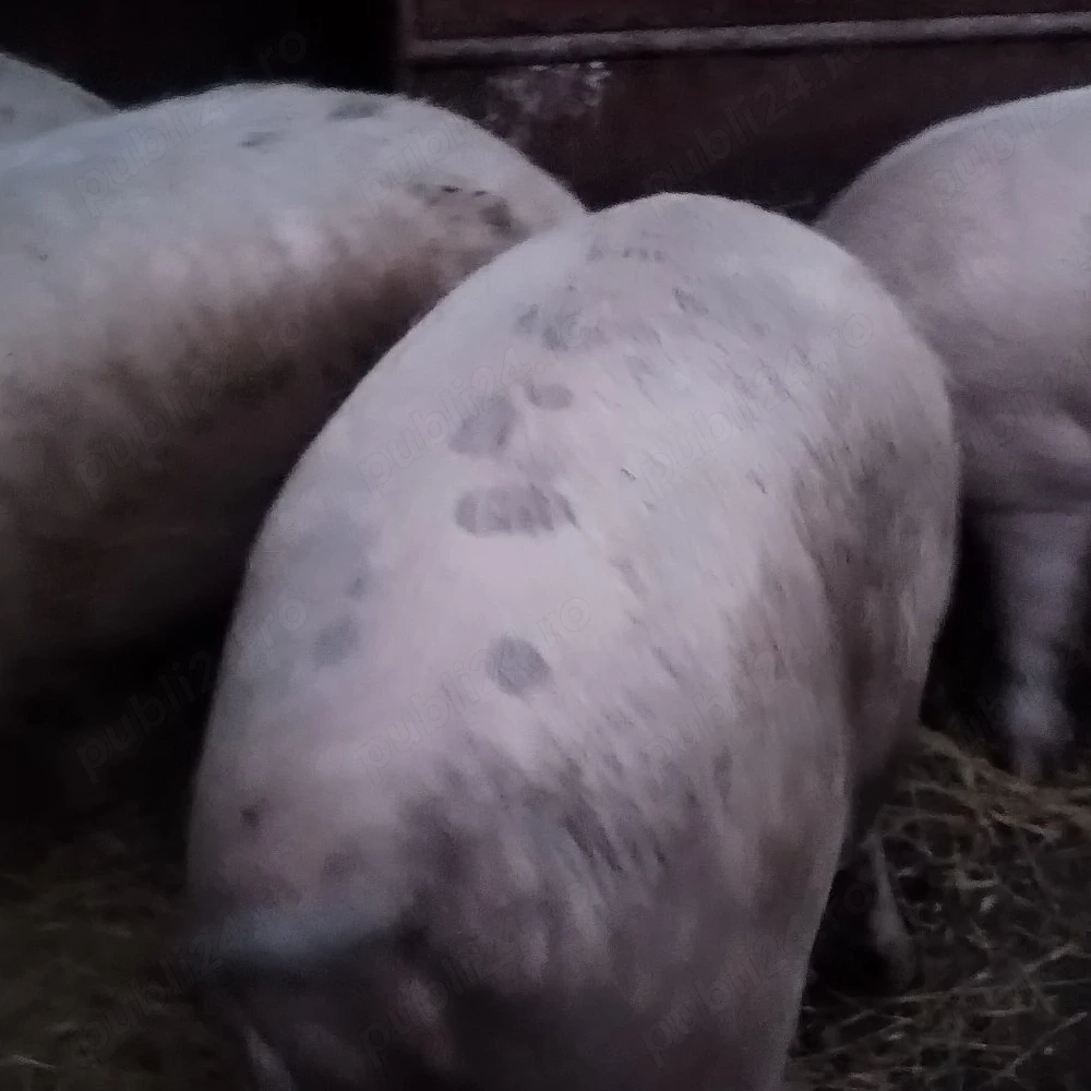 Porci grași 