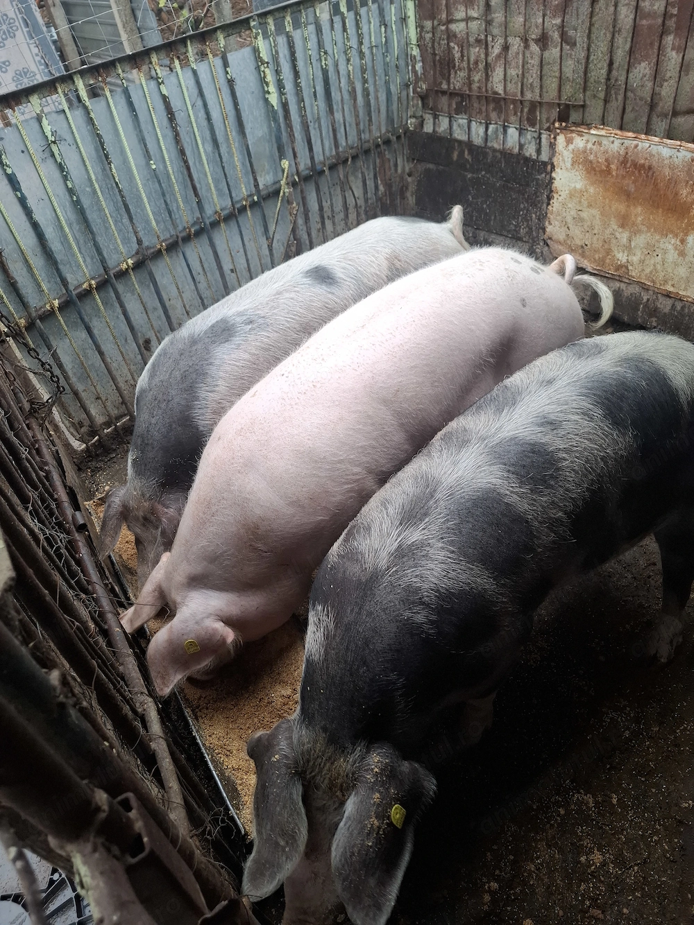 Vand un porc gras