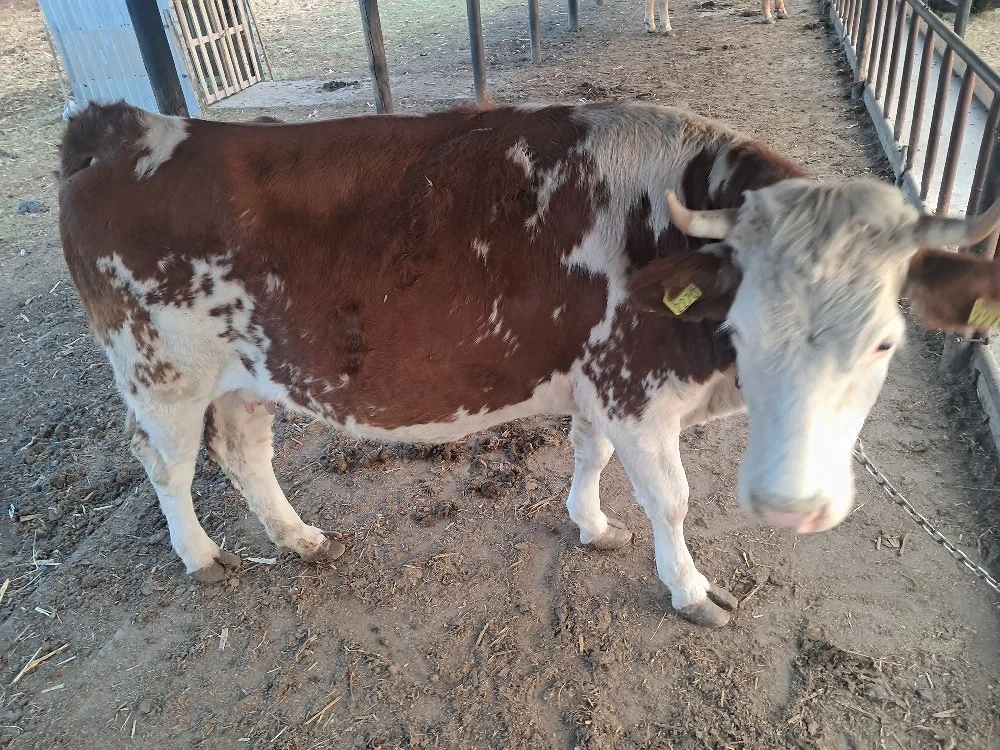 Vaca si vitea de vânzare 