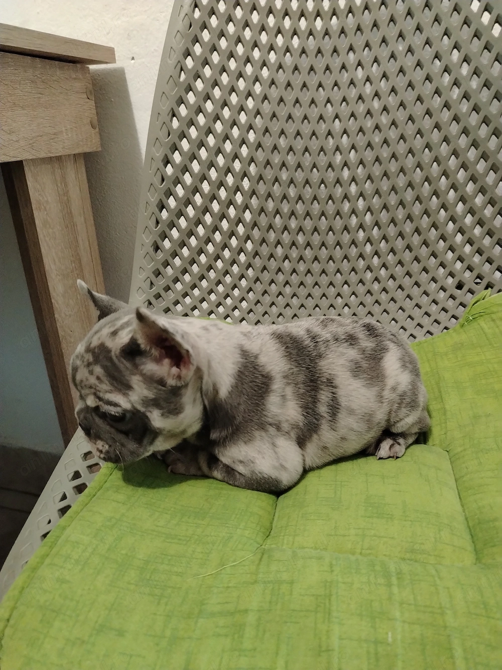 Bulldog Francez 