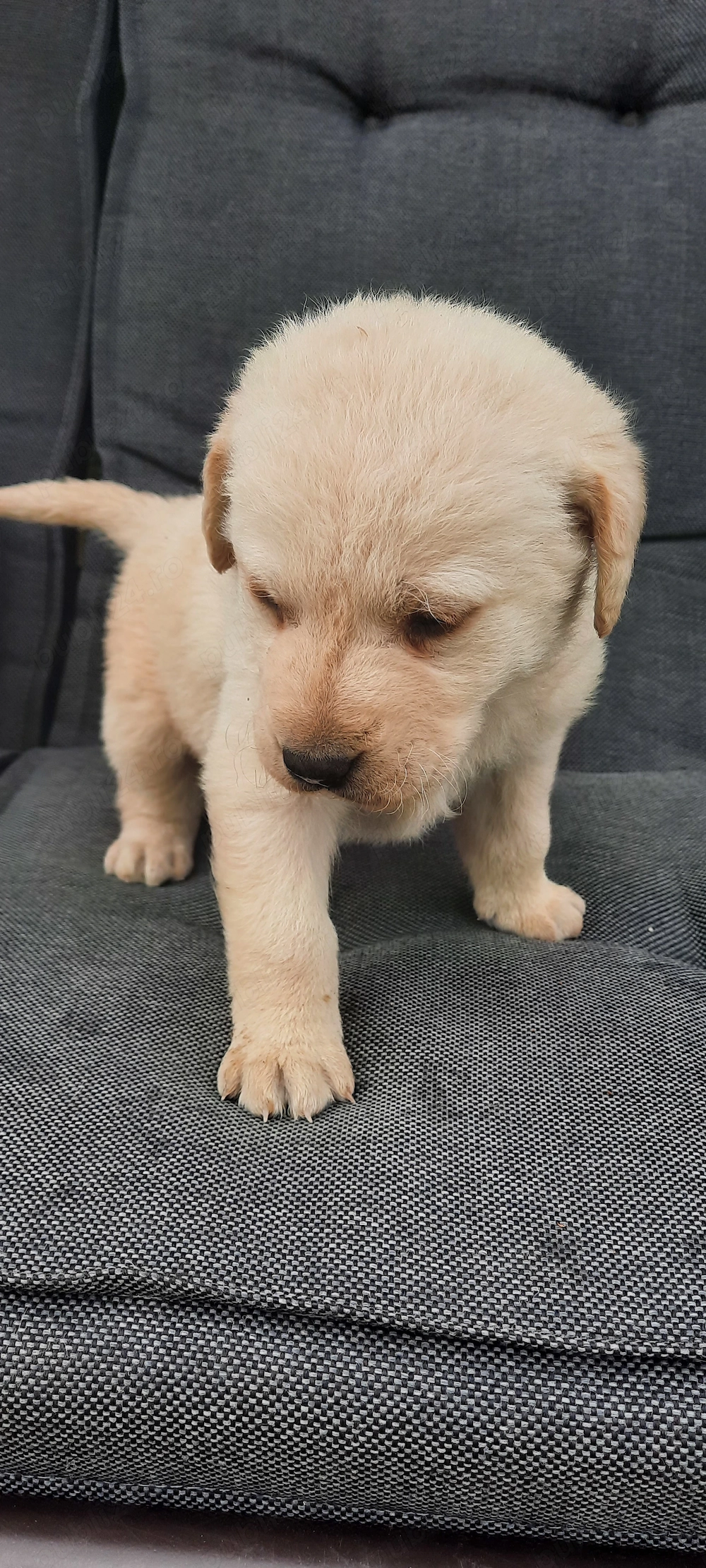 Vand pui Labrador auriu