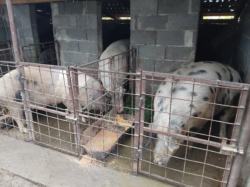 porci de vânzare 