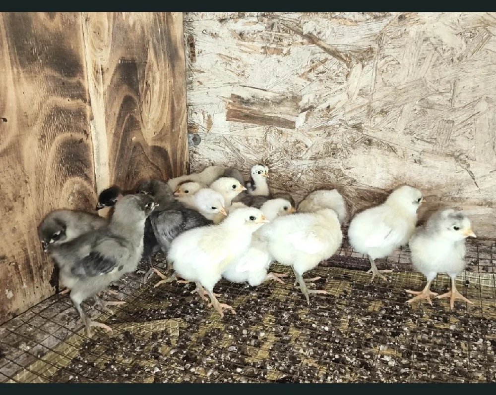 Puișori Australorp alb, albastru,splash 