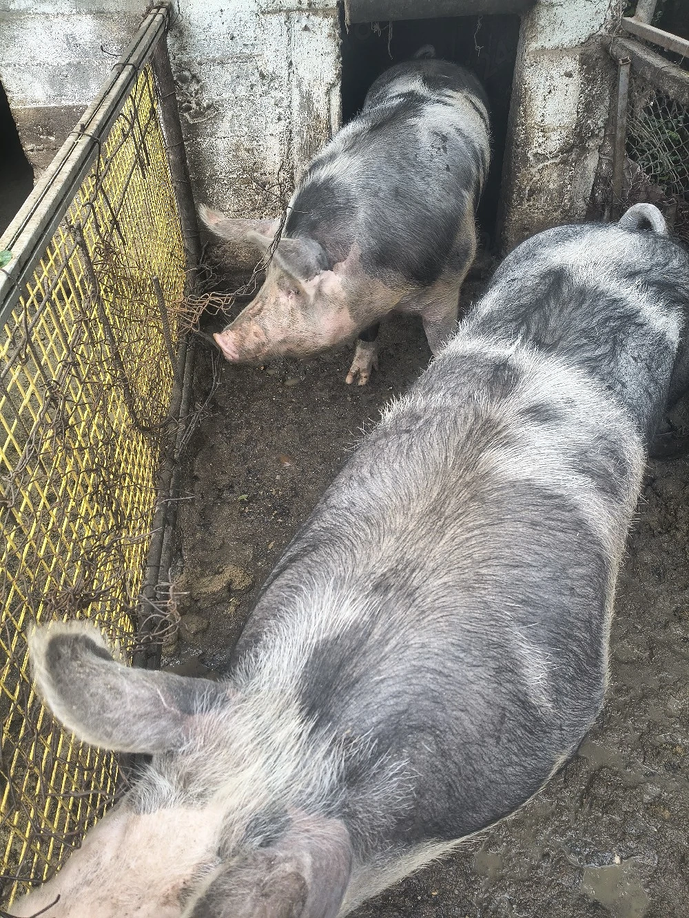 Vînd porci 350-370 kg