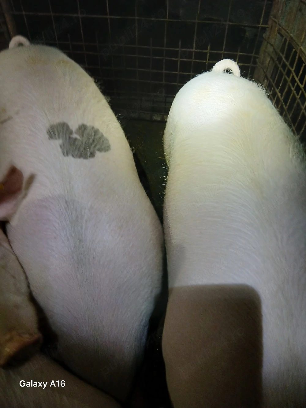 porci de vanzare 